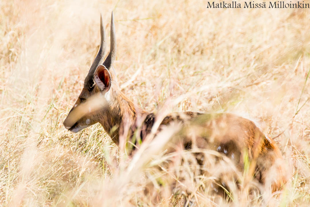 kävellen Victorian putouksille