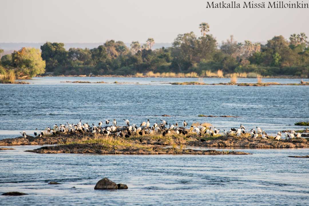 Hwangen kansallispuisto, safari Zimbabwe