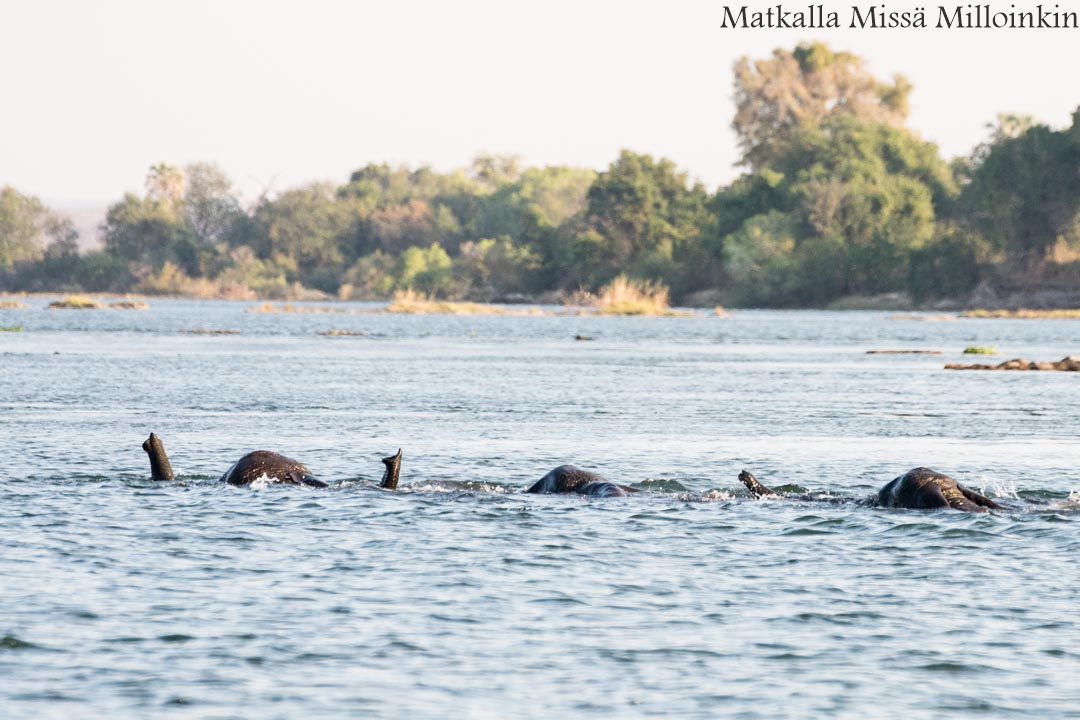 Hwangen kansallispuisto, safari Zimbabwe