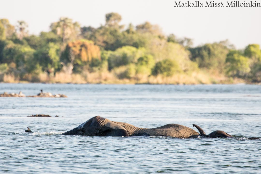 Hwangen kansallispuisto, safari Zimbabwe