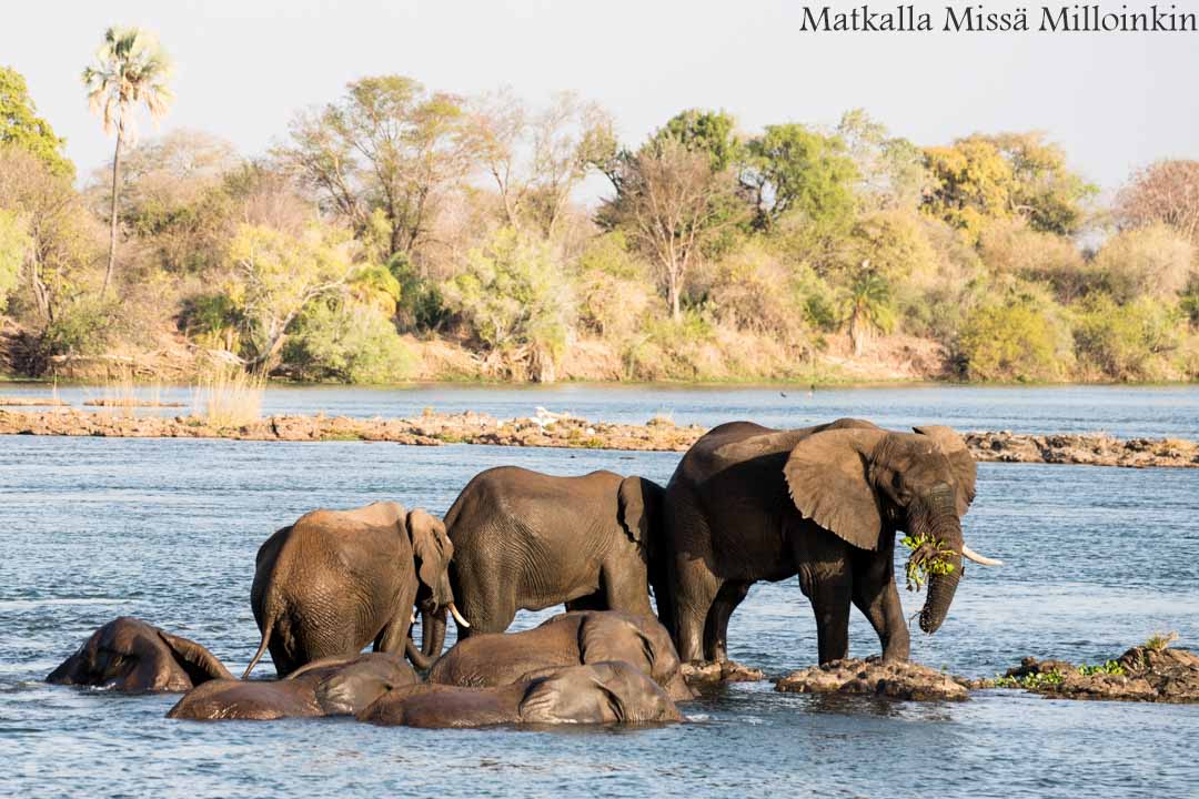 Hwangen kansallispuisto, safari Zimbabwe