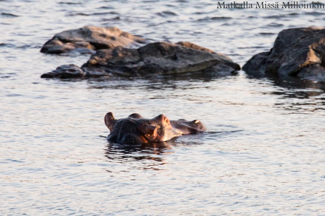 Hwangen kansallispuisto, safari Zimbabwe