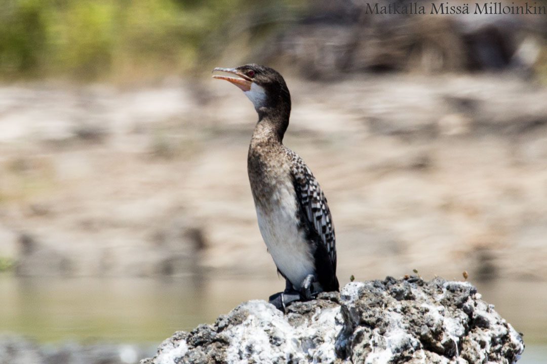 Hwangen kansallispuisto, safari Zimbabwe