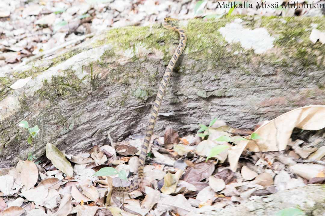 riikinkukko cenote Suytunilla
