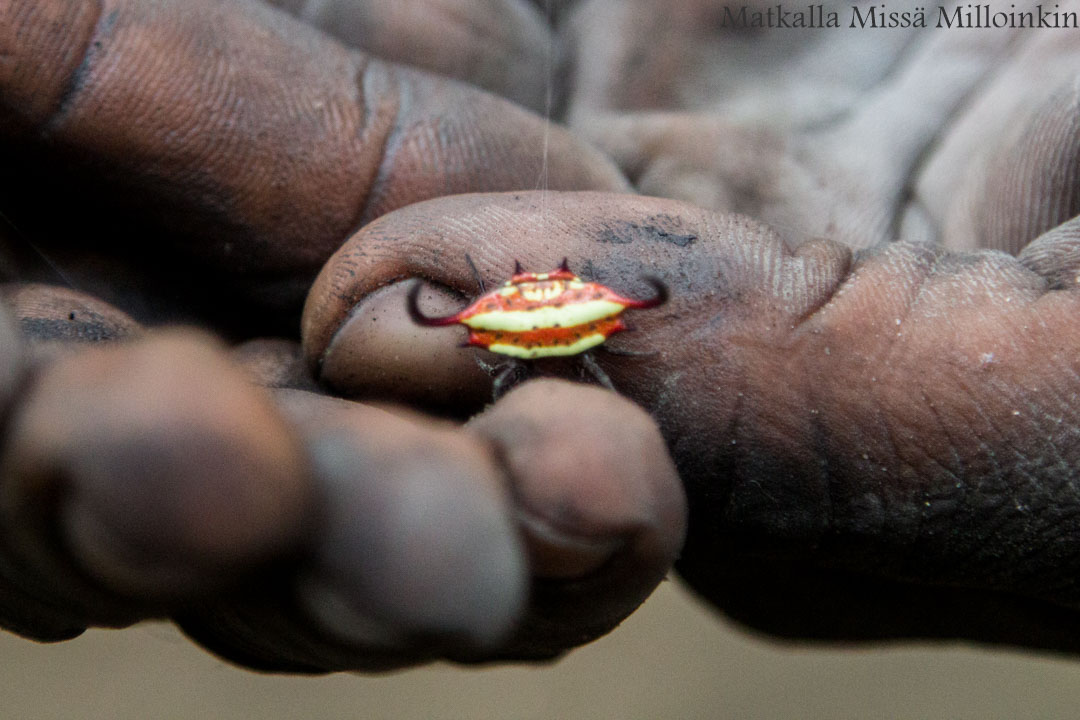 kävelysafari Nyereren kansallispuisto, Tansania