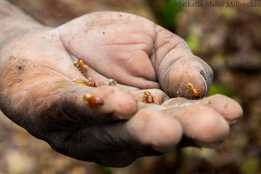 kävelysafari Nyereren kansallispuisto, Tansania