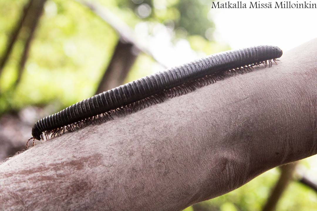 kävelysafari Nyereren kansallispuisto, Tansania