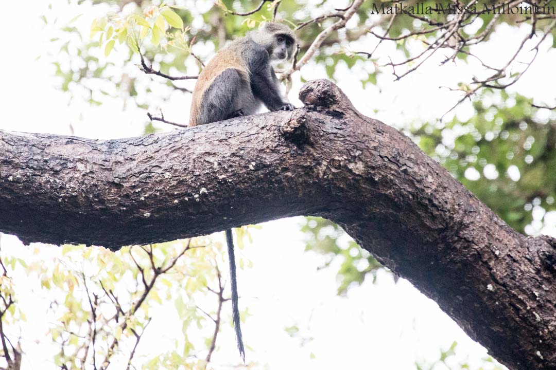 venetaksi Perämeren kansallispuistoon