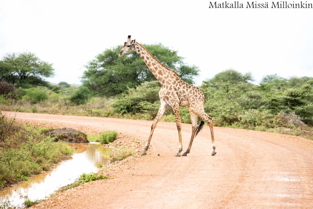 safari, Nyereren kansallispuisto Tansania