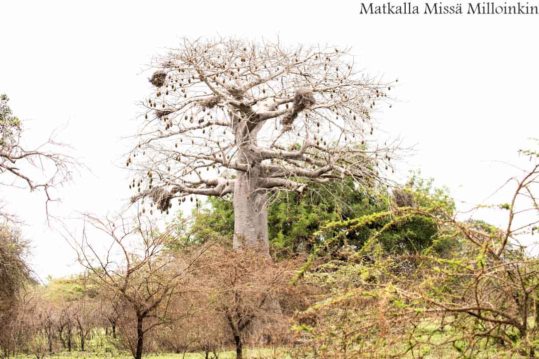 Victorian putoukset aktiviteetit benjihyppy