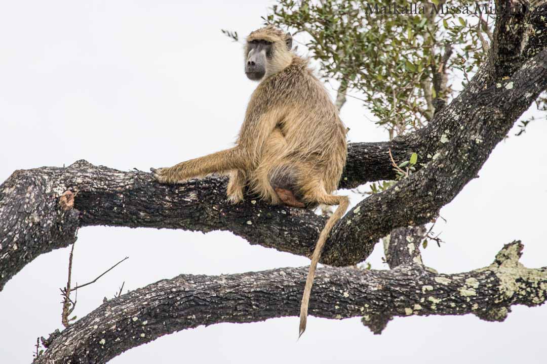 Nyereren kansallispuisto Tansania