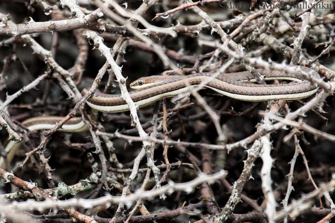 safari, Nyereren kansallispuisto Tansania