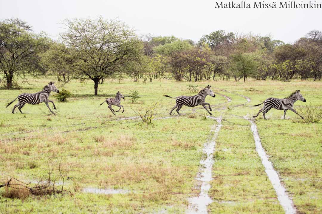 Nyereren kansallispuisto Tansania