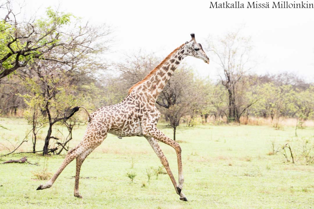 Nyereren kansallispuisto Tansania