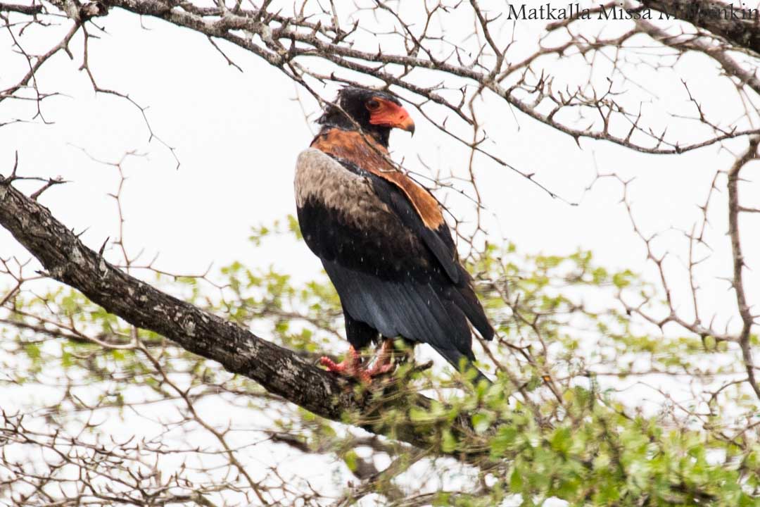 Nyereren kansallispuisto Tansania