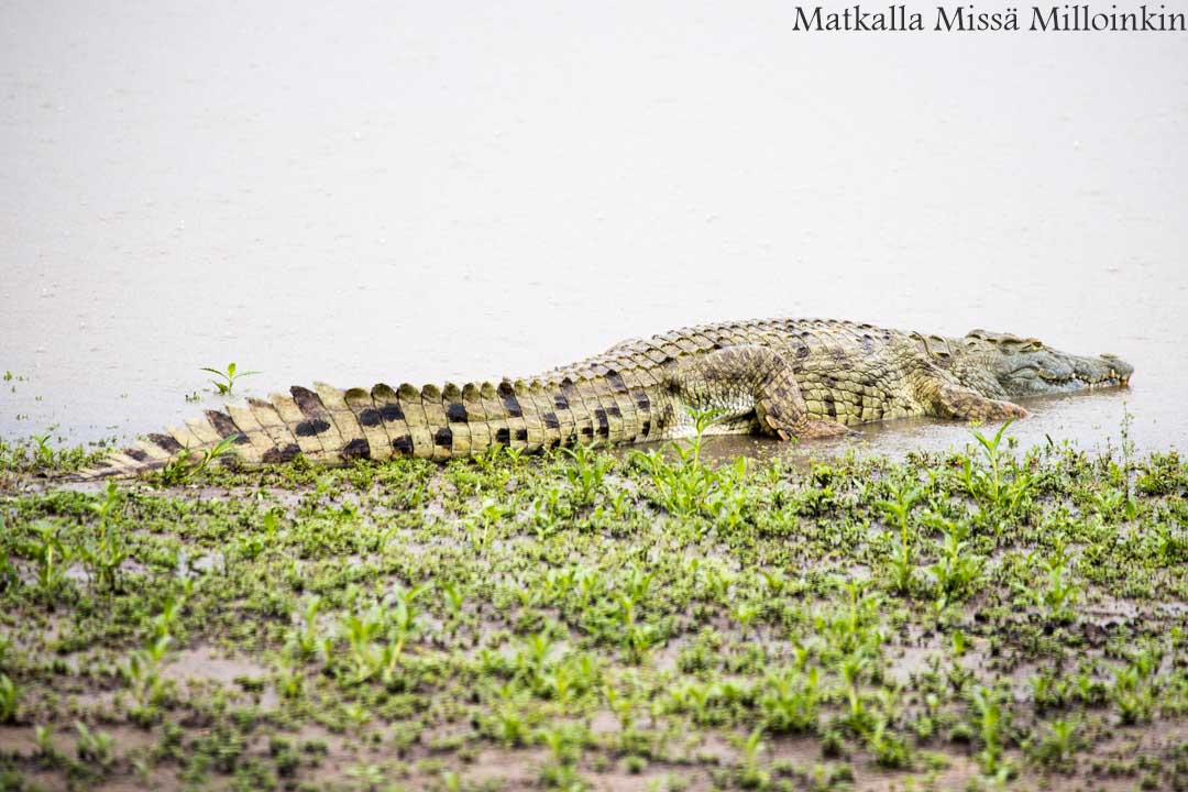 Nyereren kansallispuisto Tansania