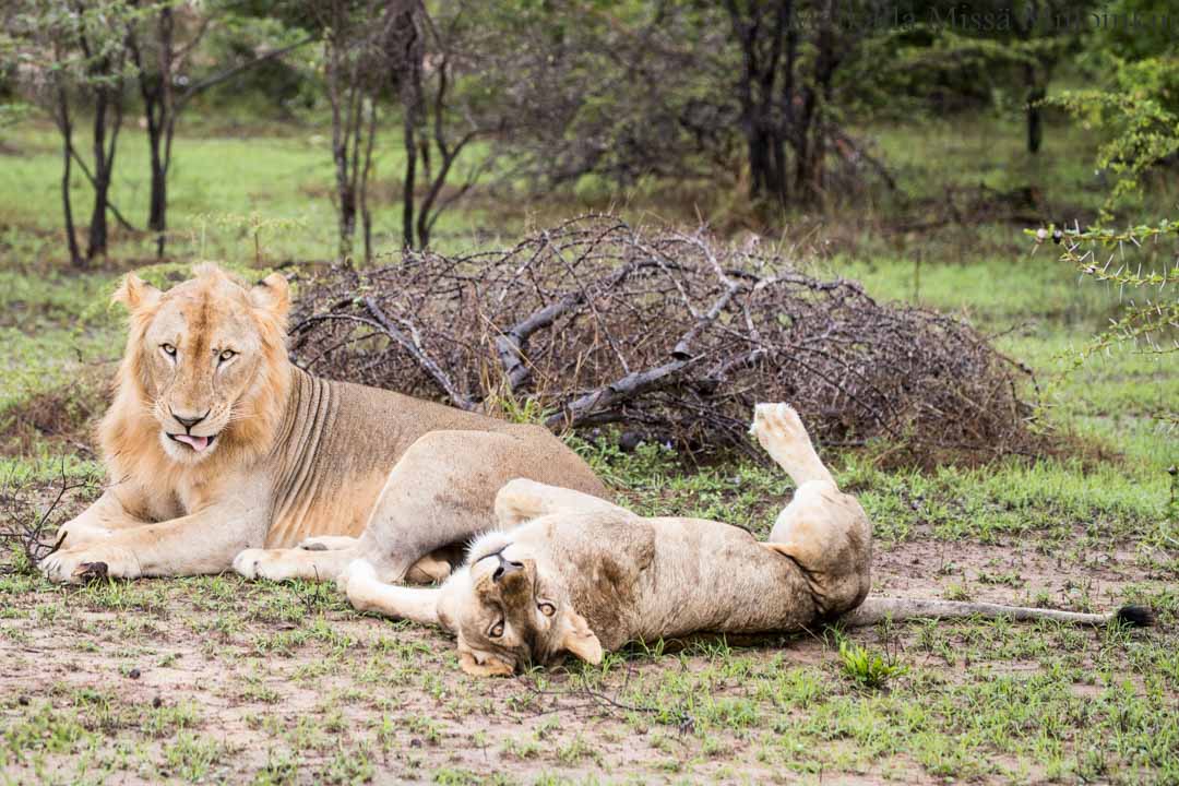 safari, Nyereren kansallispuisto Tansania