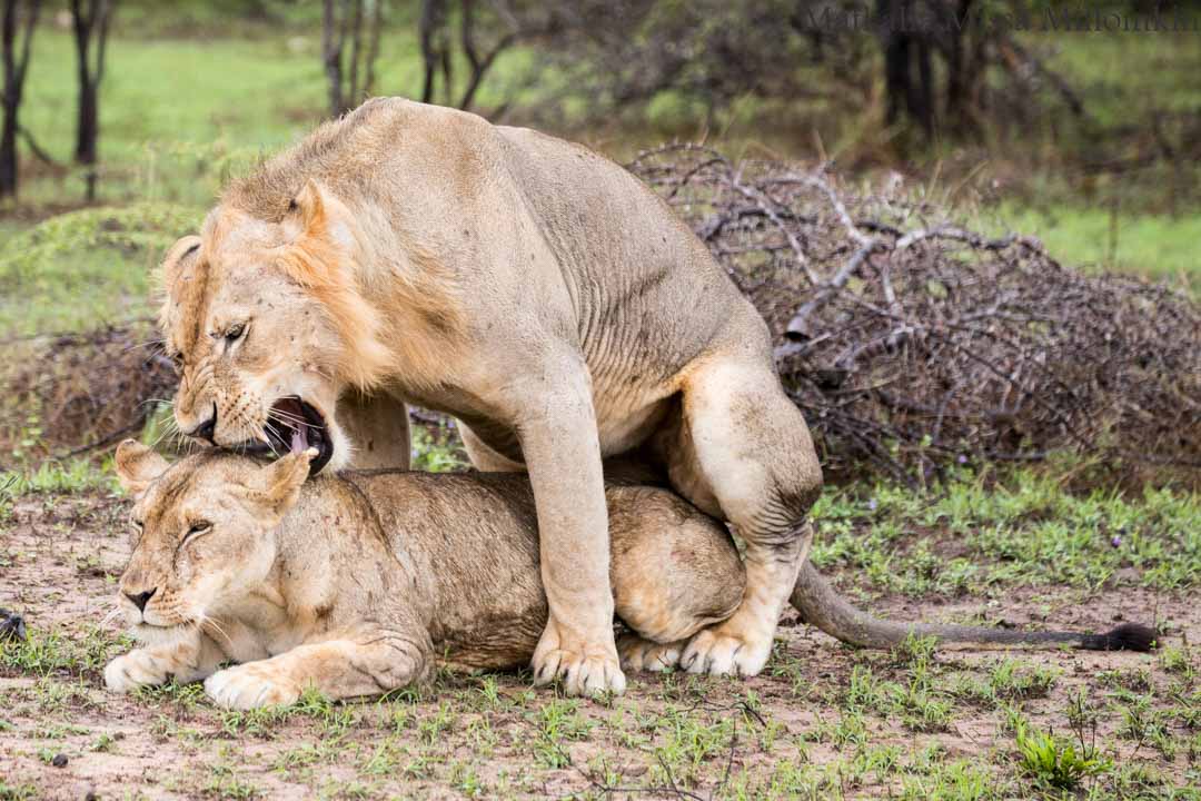 safari, Nyereren kansallispuisto Tansania