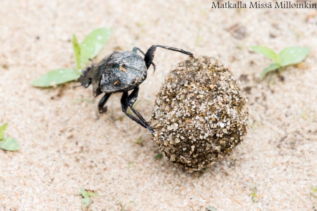 Nyereren kansallispuisto Tansania