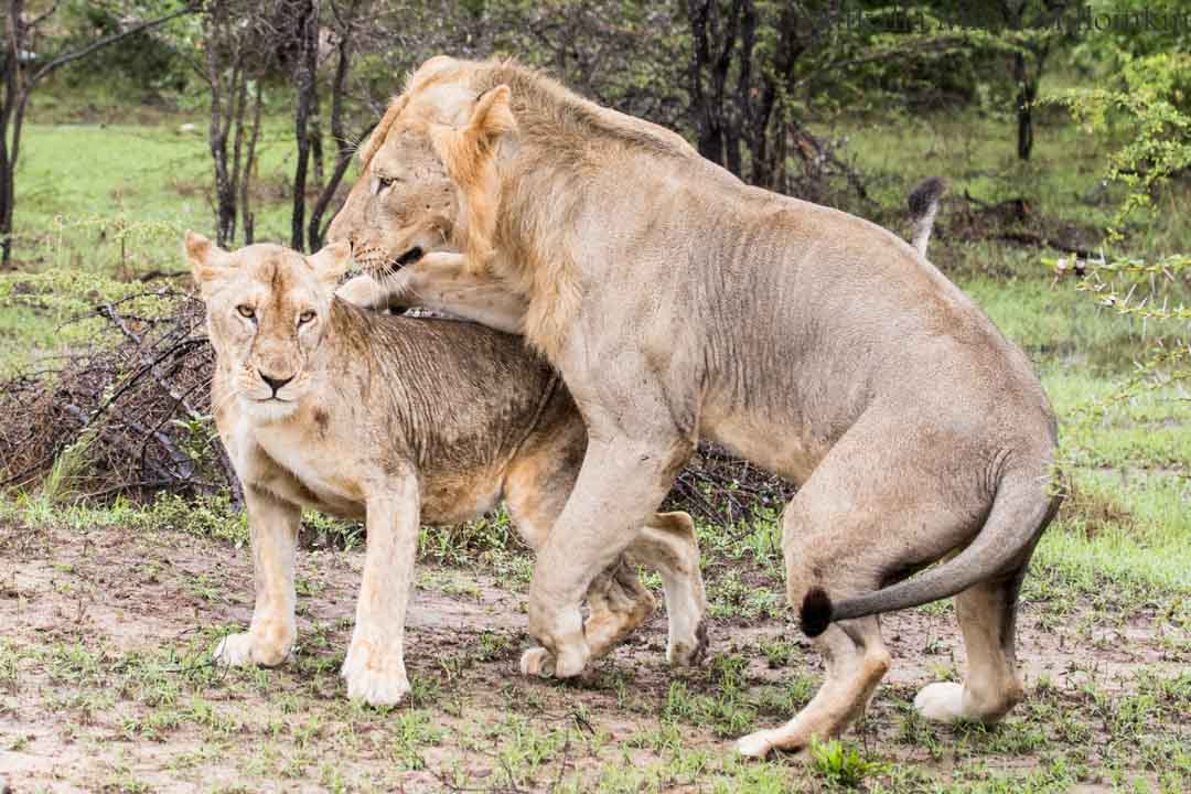 safari, Nyereren kansallispuisto Tansania