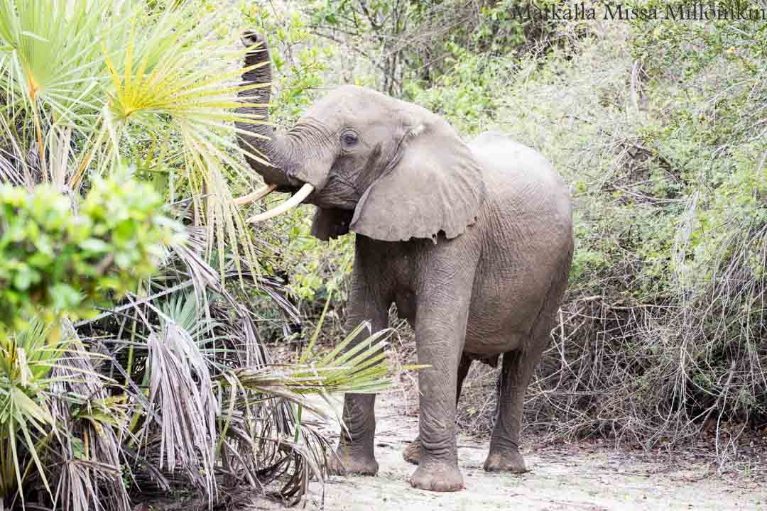 safari, Nyereren kansallispuisto Tansania