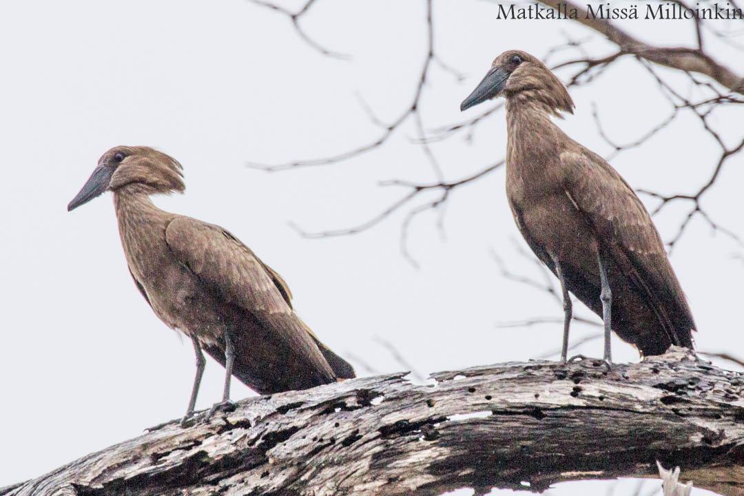 safari, Nyereren kansallispuisto Tansania