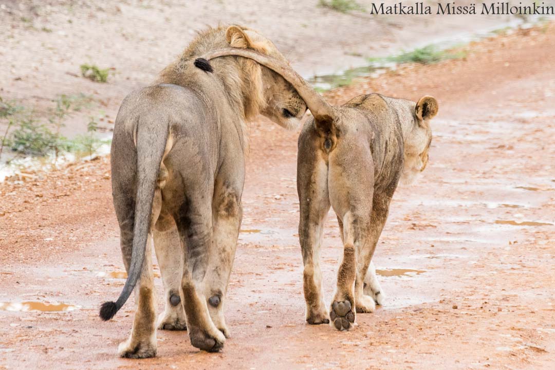 Nyereren kansallispuisto Tansania