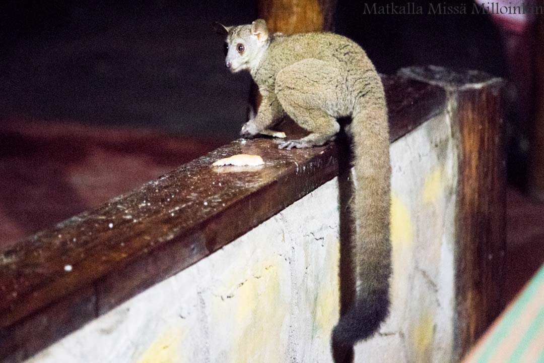 Nyereren kansallispuisto Tansania