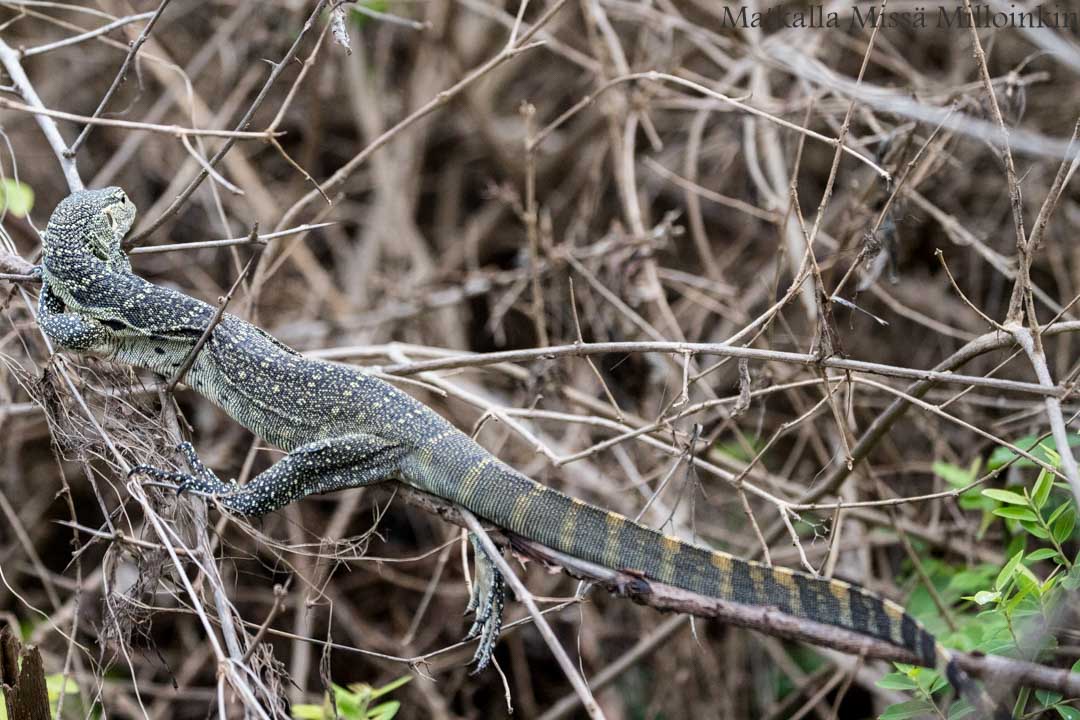 veneretki, Nyereren kansallispuisto Tansania