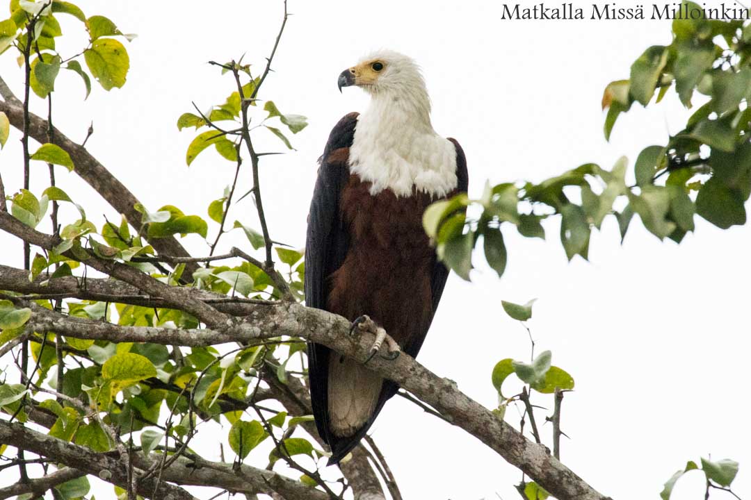 veneretki, Nyereren kansallispuisto Tansania