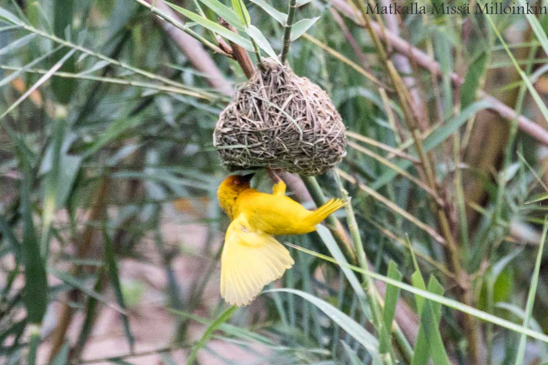 veneretki, Nyereren kansallispuisto Tansania