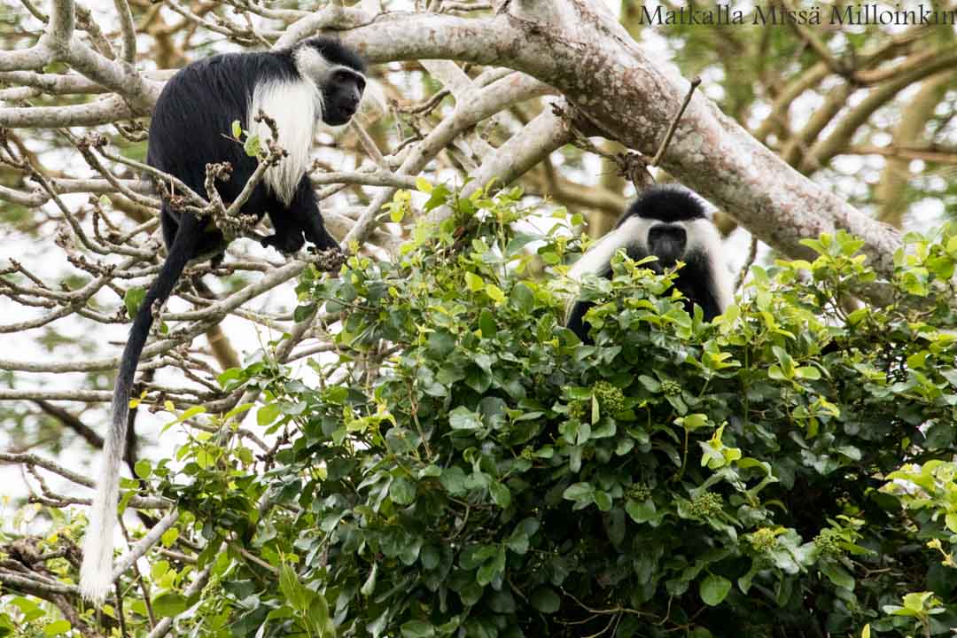 veneretki, Nyereren kansallispuisto Tansania