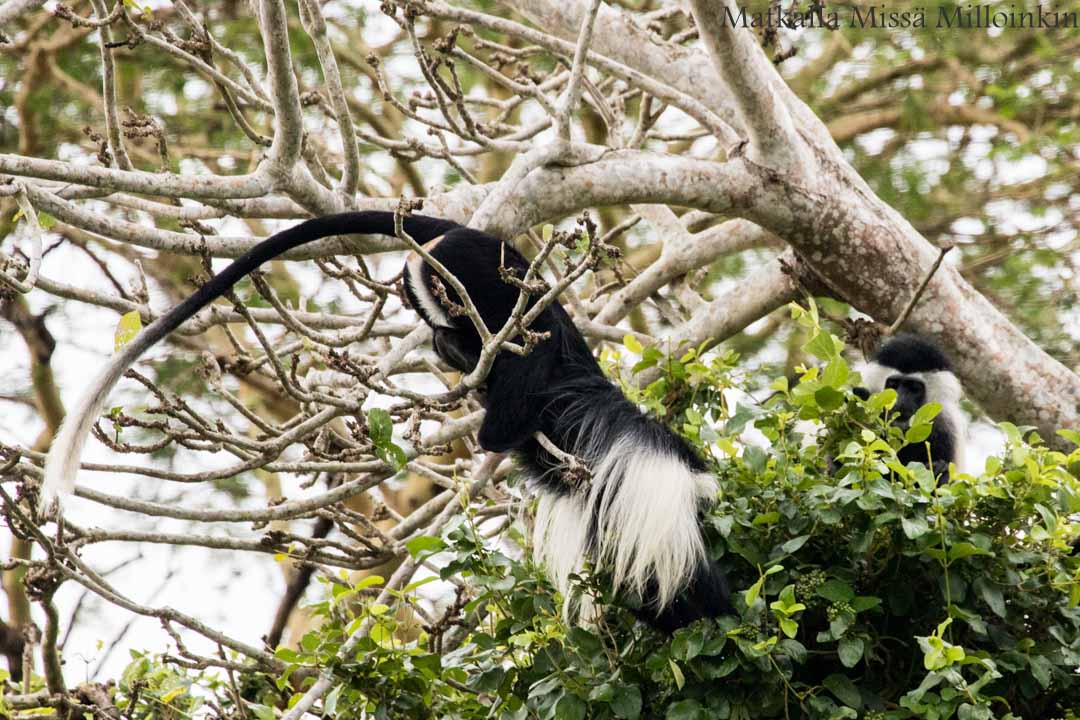veneretki, Nyereren kansallispuisto Tansania