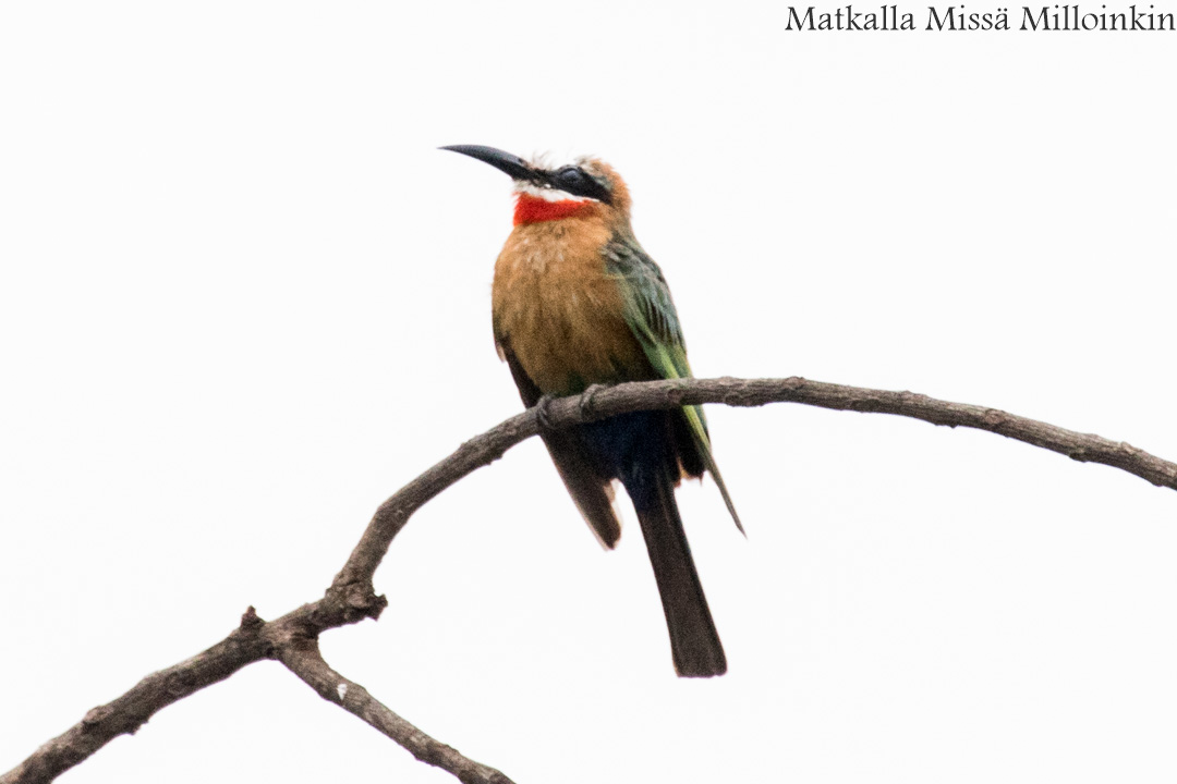 veneretki, Nyereren kansallispuisto Tansania