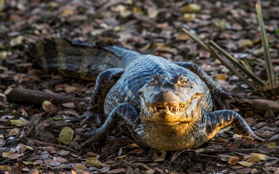 Pantanal — matka Pouso Alegreen