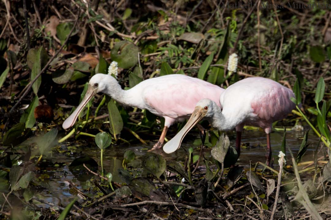 ruusukapustahaikara, Pouso Alegre, Pantanal, Brasilia