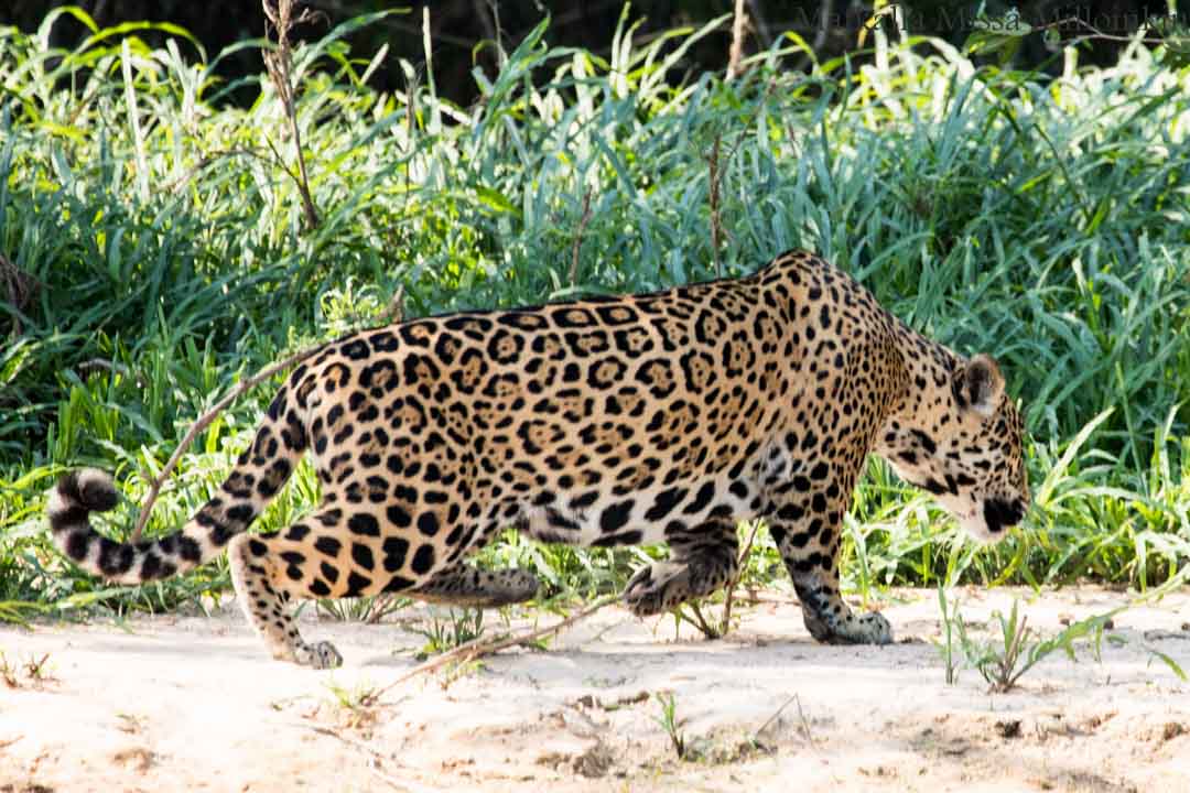 jaguaari, safari Porto Jofre, Pantanal, Brasilia