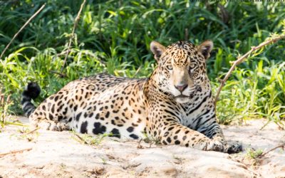 Jaguaarisafari Pohjois-Pantanalissa