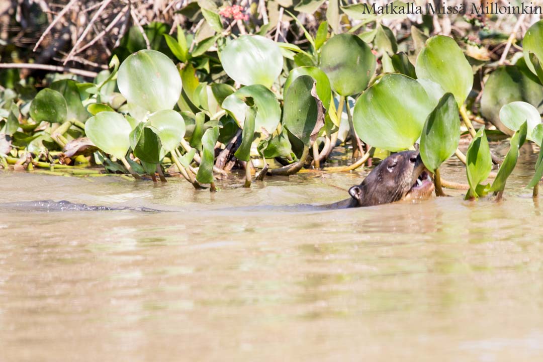 jättilaissaukko, Pantanal, Brasilia