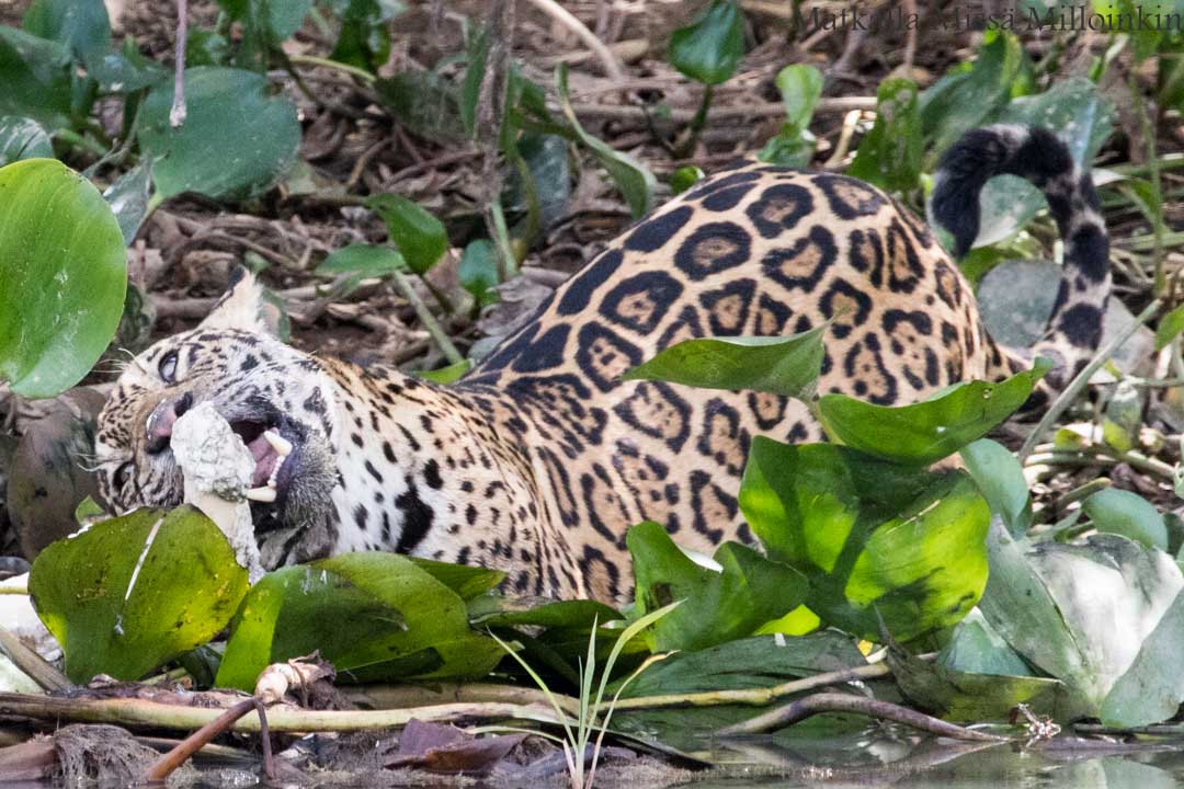 jaguaari, jaguaarisafari, Porto Jofre, Pantanal, Brasilia