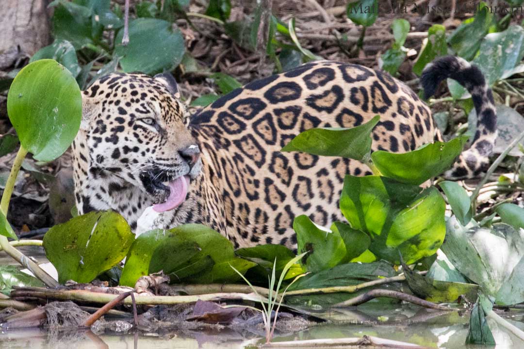 jaguaari, jaguaarisafari, Porto Jofre, Pantanal, Brasilia