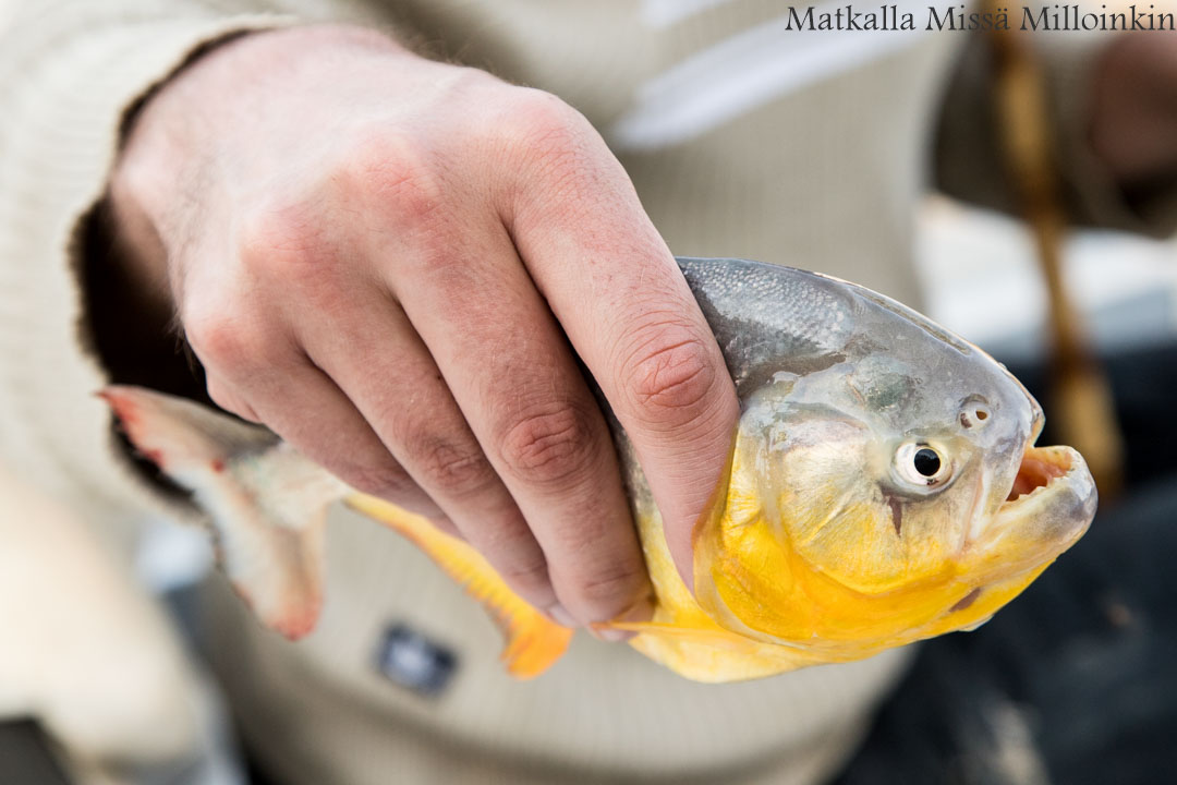 kalastaminen, Pantanal