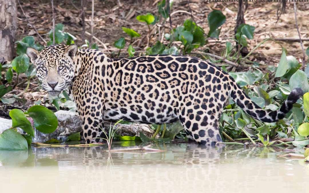 jaguaari, jaguaarisafari, Porto Jofre, Pantanal, Brasilia
