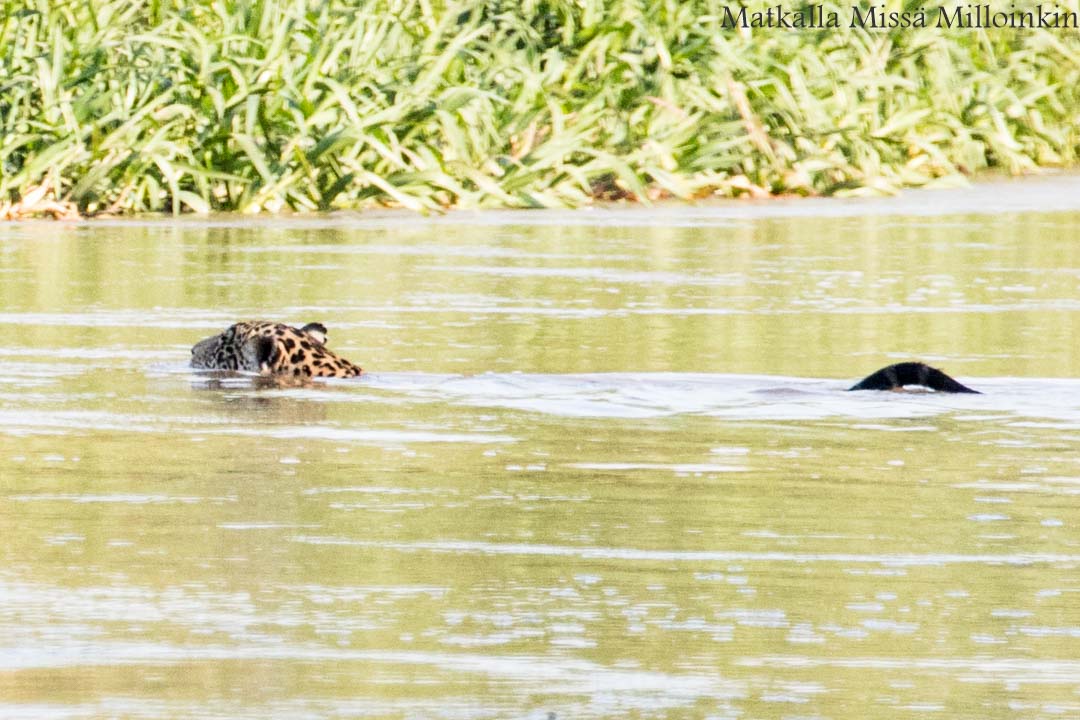 jaguaari, jaguaarisafari, Porto Jofre, Pantanal, Brasilia