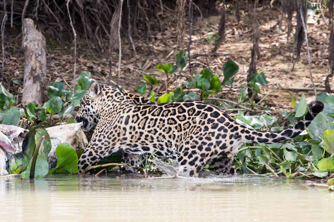 jaguaari, jaguaarisafari, Porto Jofre, Pantanal, Brasilia
