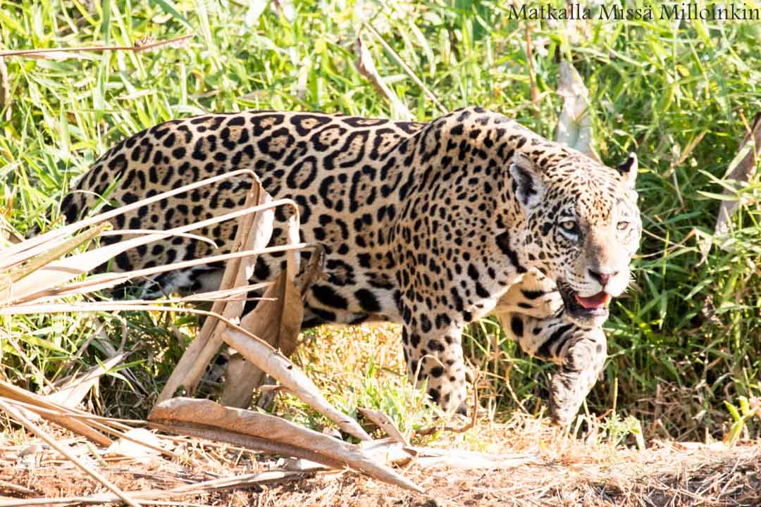 jaguaari, jaguaarisafari, Porto Jofre, Pantanal, Brasilia