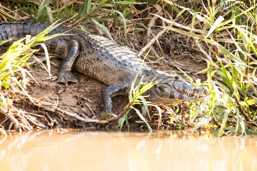 jaguaari, jaguaarisafari, Porto Jofre, Pantanal, Brasilia