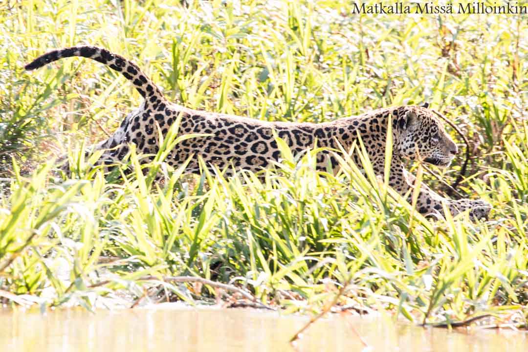 jaguaari, jaguaarisafari, Porto Jofre, Pantanal, Brasilia