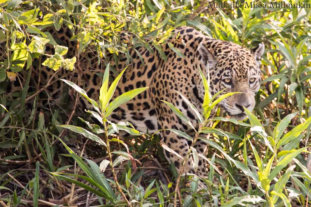 jaguaari, jaguaarisafari, Porto Jofre, Pantanal, Brasilia