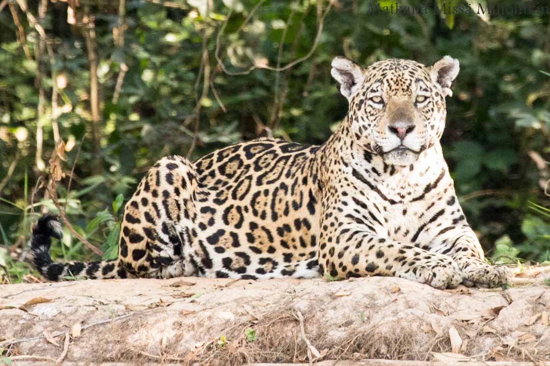 jaguaari, jaguaarisafari, Porto Jofre, Pantanal, Brasilia